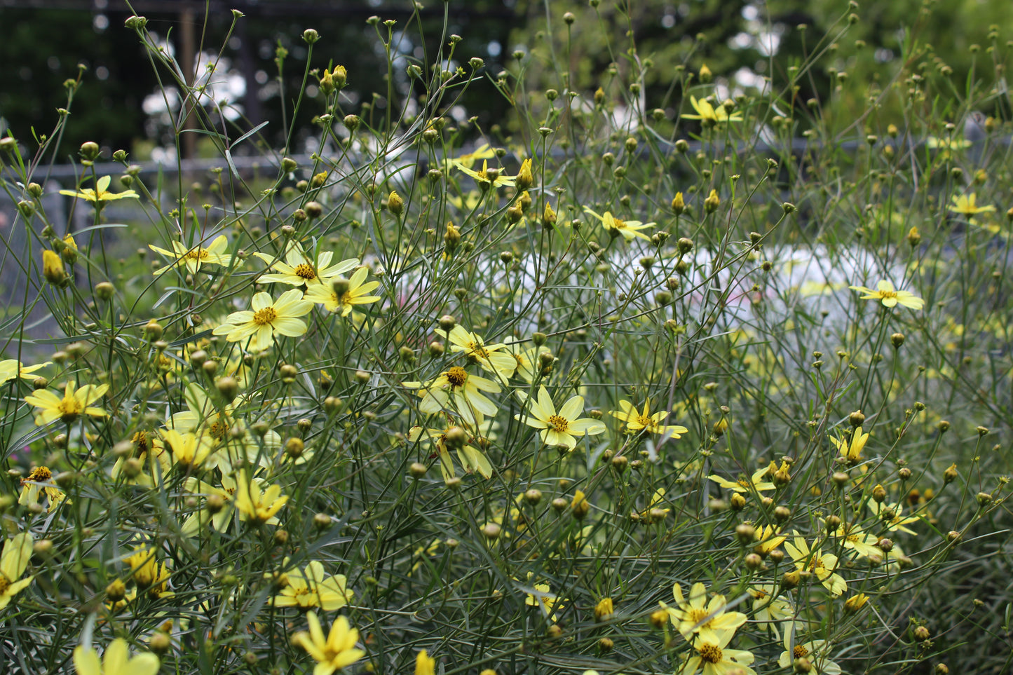 Coreopsis Moonbeam 1g