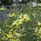 Coreopsis Moonbeam 1g