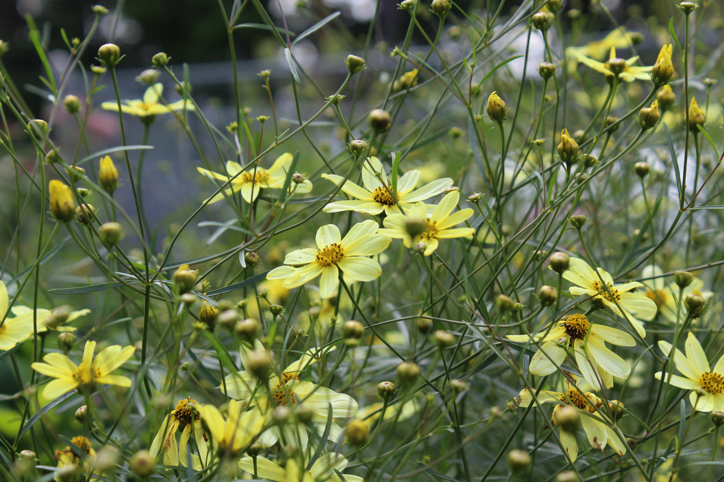 Coreopsis Moonbeam 1g