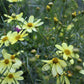 Coreopsis Moonbeam 1g