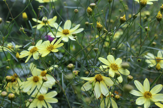 Coreopsis Moonbeam 1g