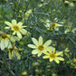 Coreopsis Moonbeam 1g