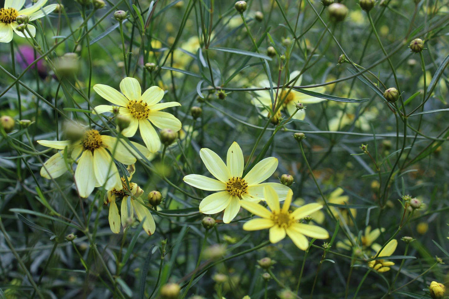 Coreopsis Moonbeam 1g