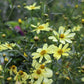 Coreopsis Moonbeam 1g