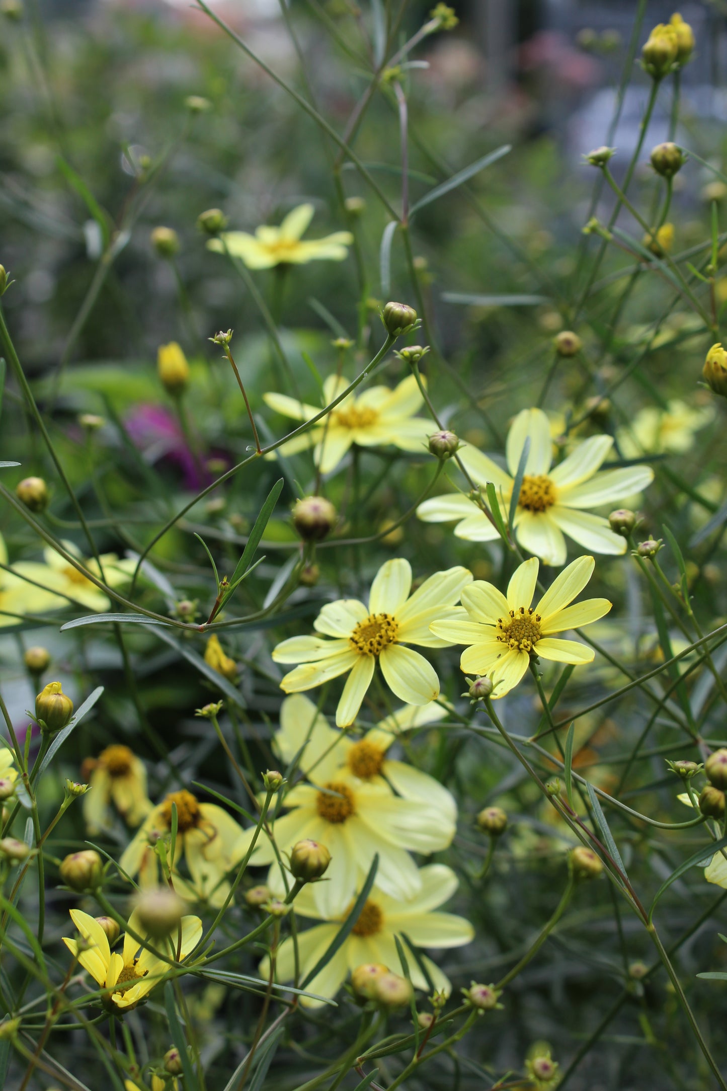 Coreopsis Moonbeam 1g