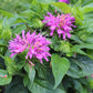 Monarda Grand Parade 1g