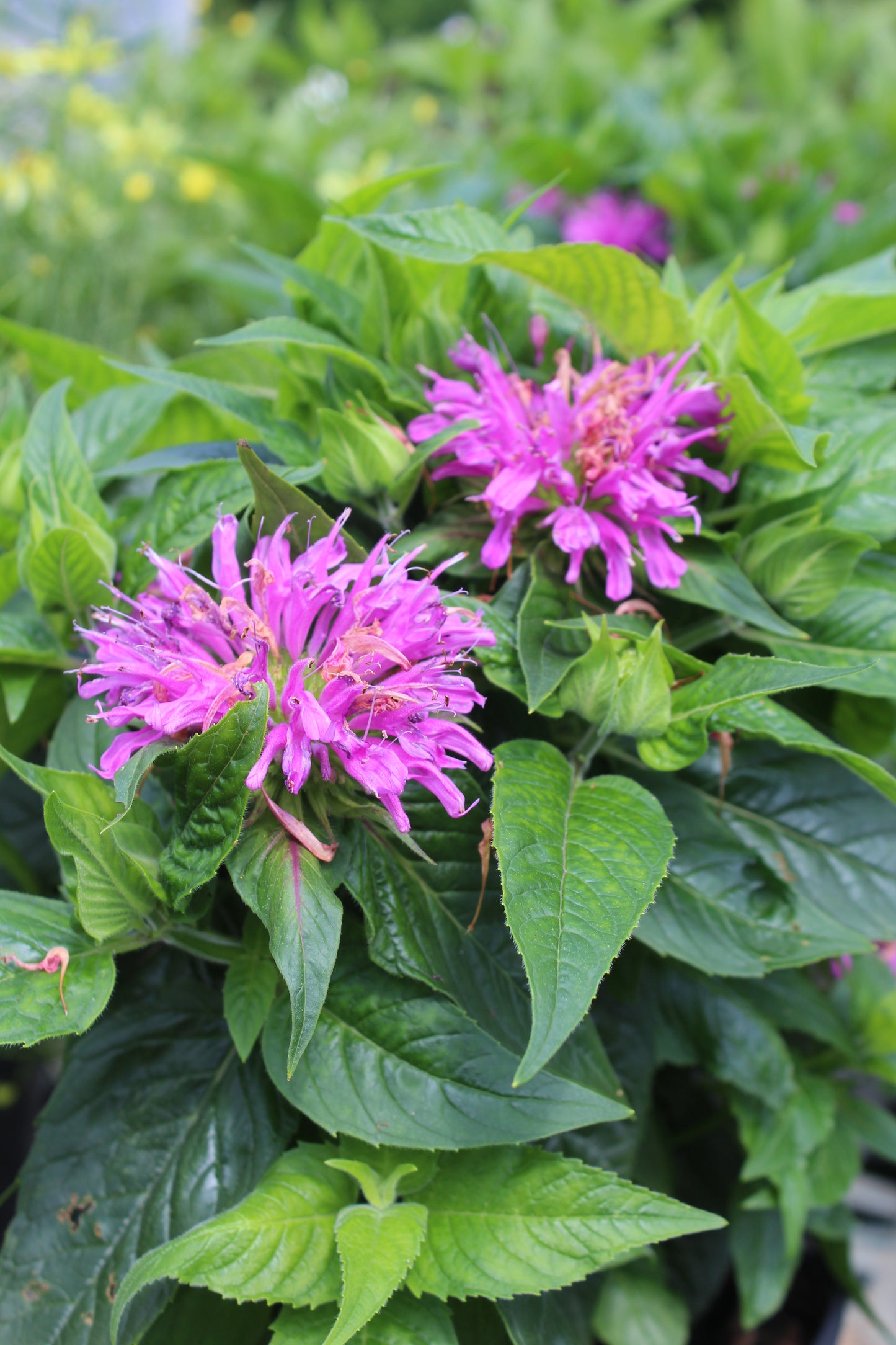 Monarda Grand Parade 1g