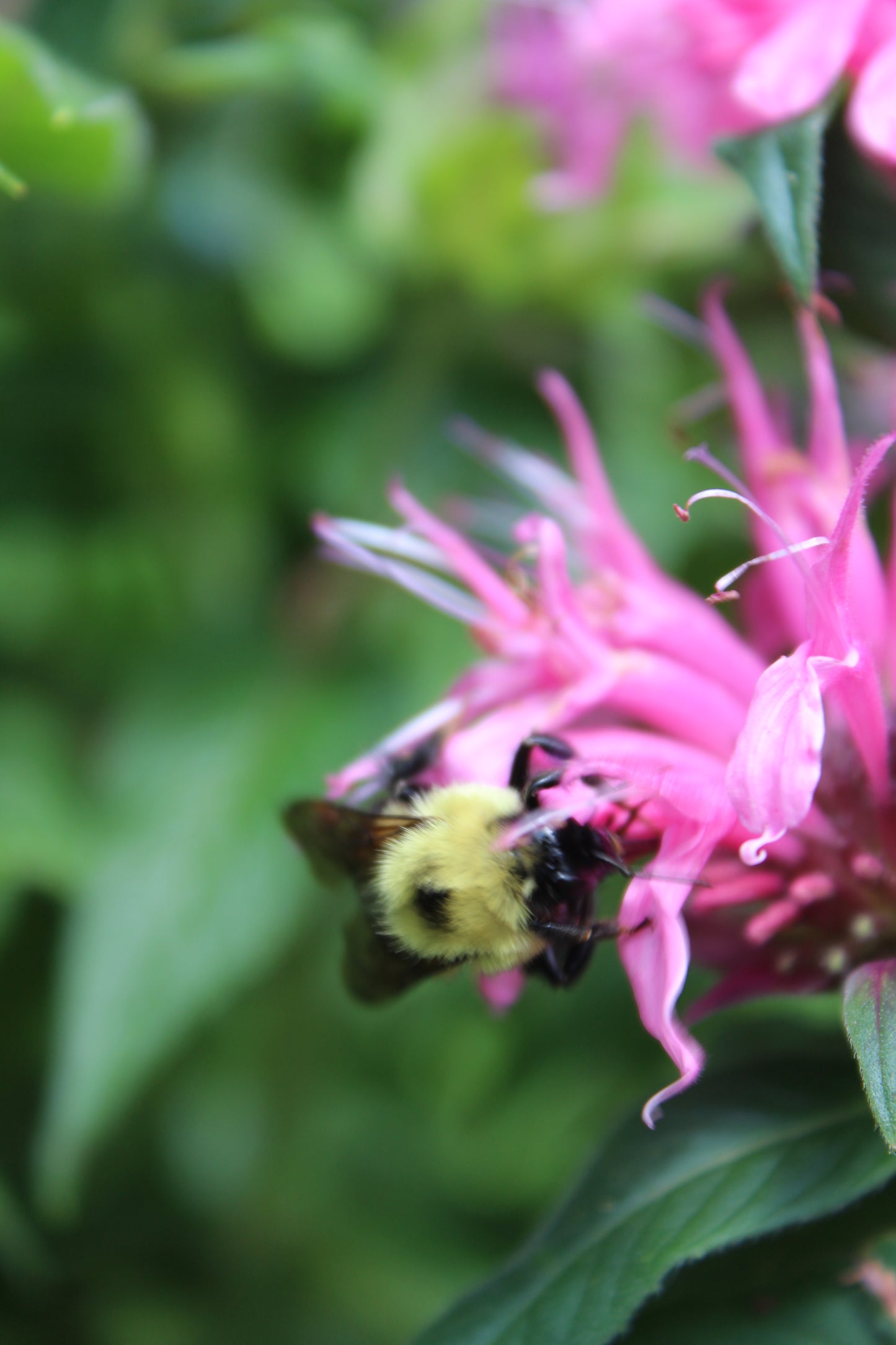 Monarda Grand Parade 1g