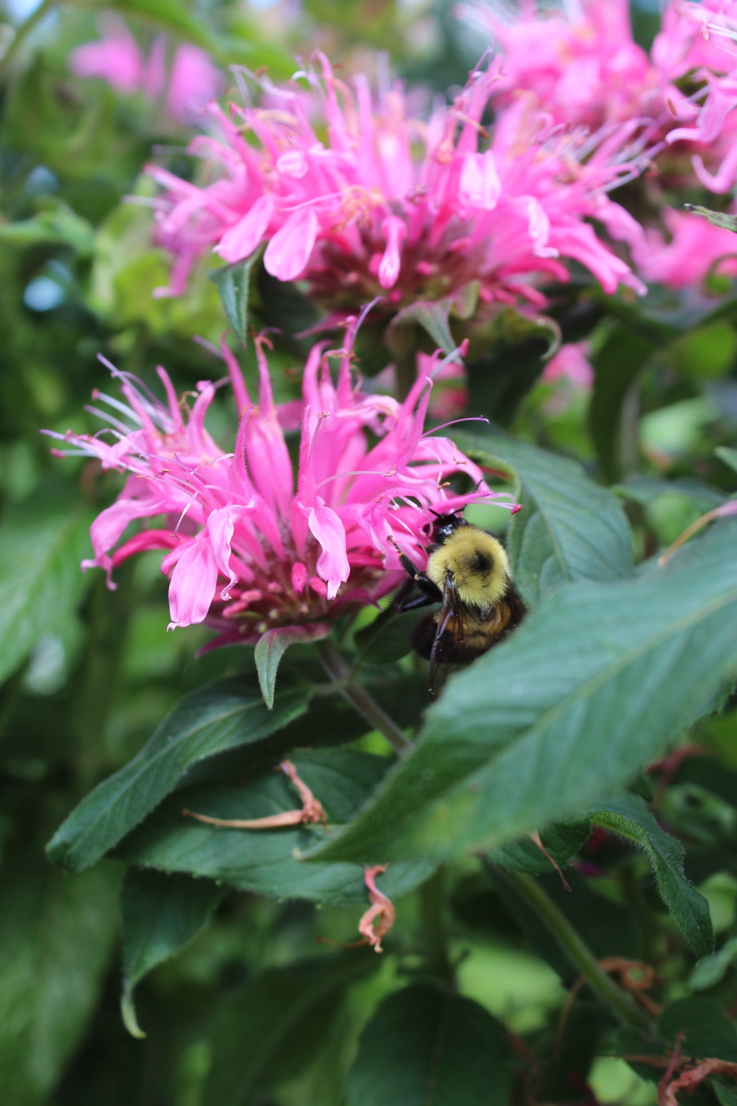 Monarda Grand Parade 1g