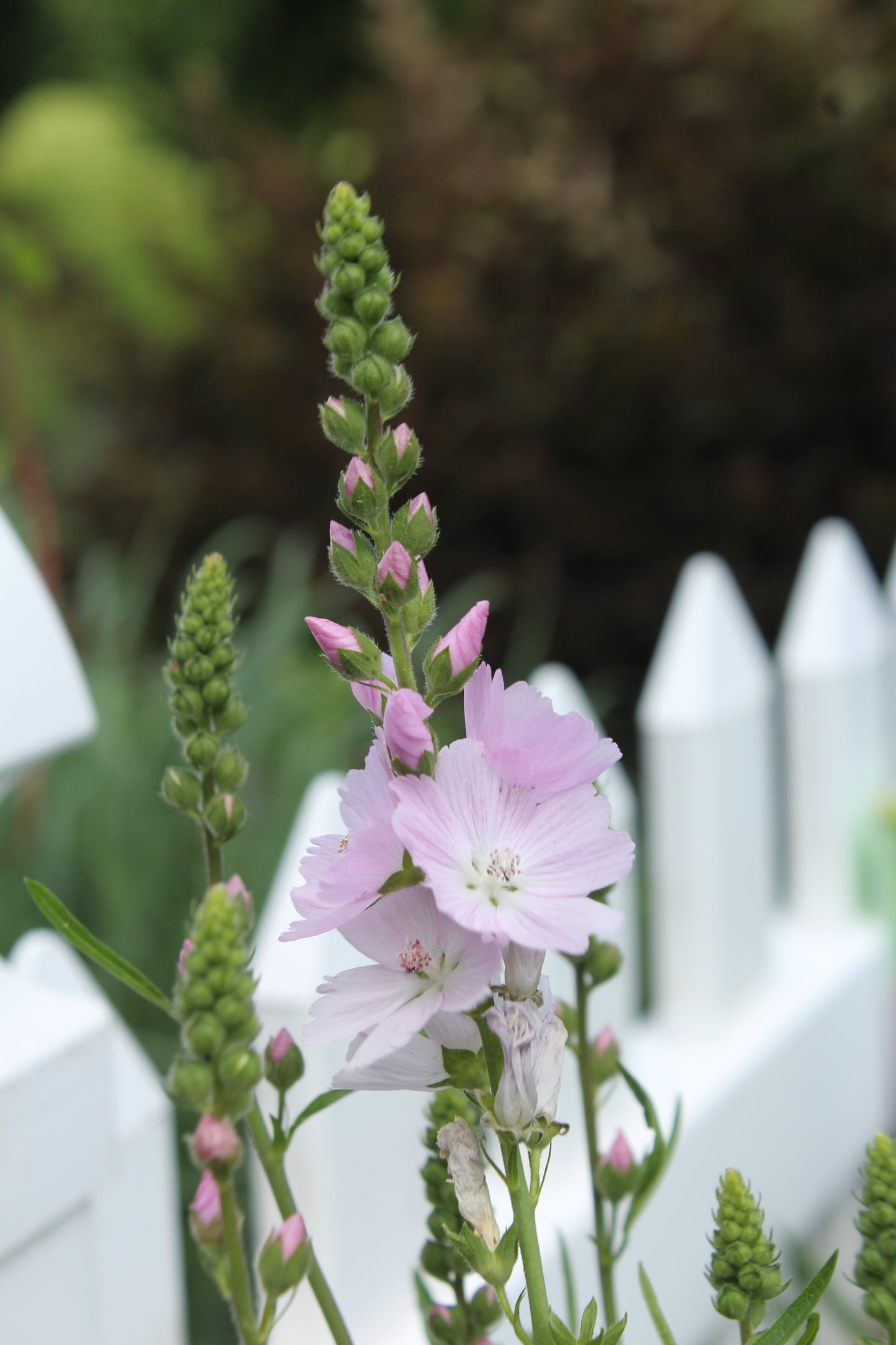 SIDALCEA Elsie Heugh 1g