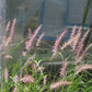 Pennisetum Karley Rose