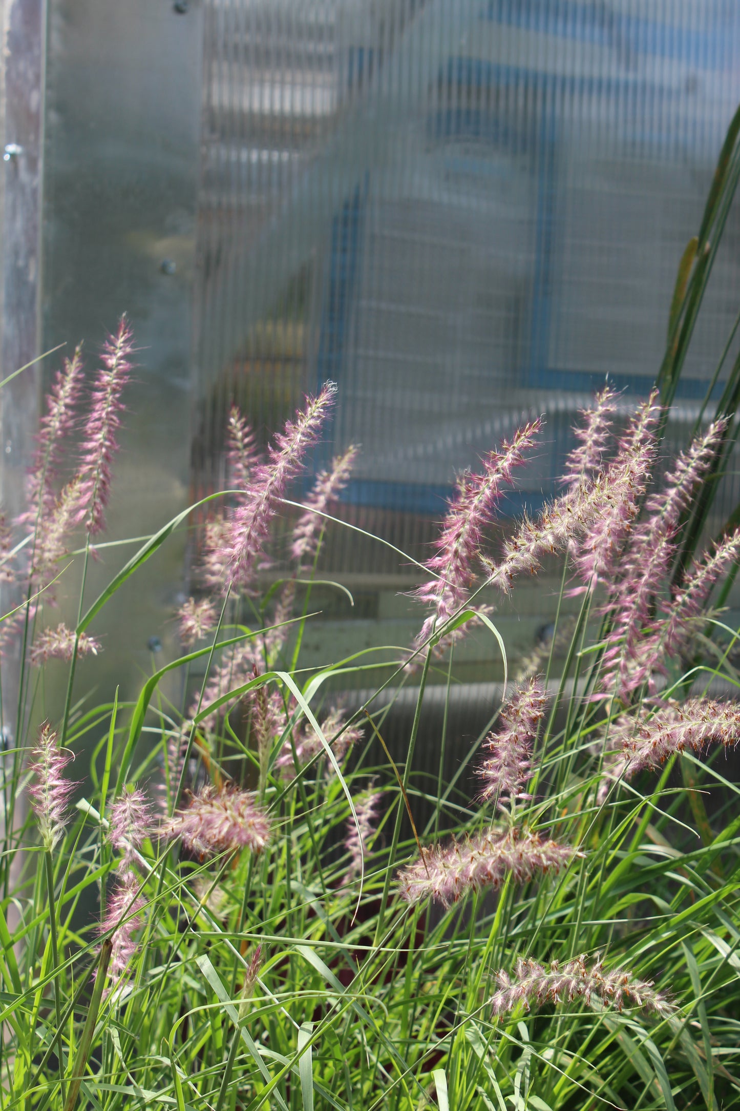 Pennisetum Karley Rose