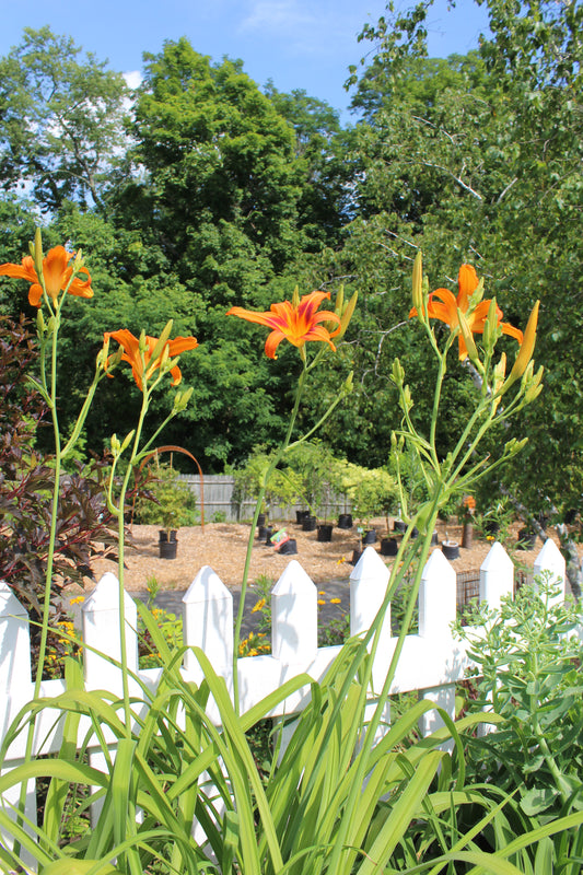 Hemerocallis Rajah