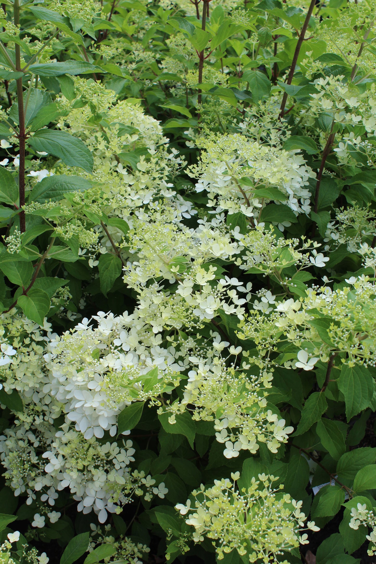 Hydrangea phantom 3g