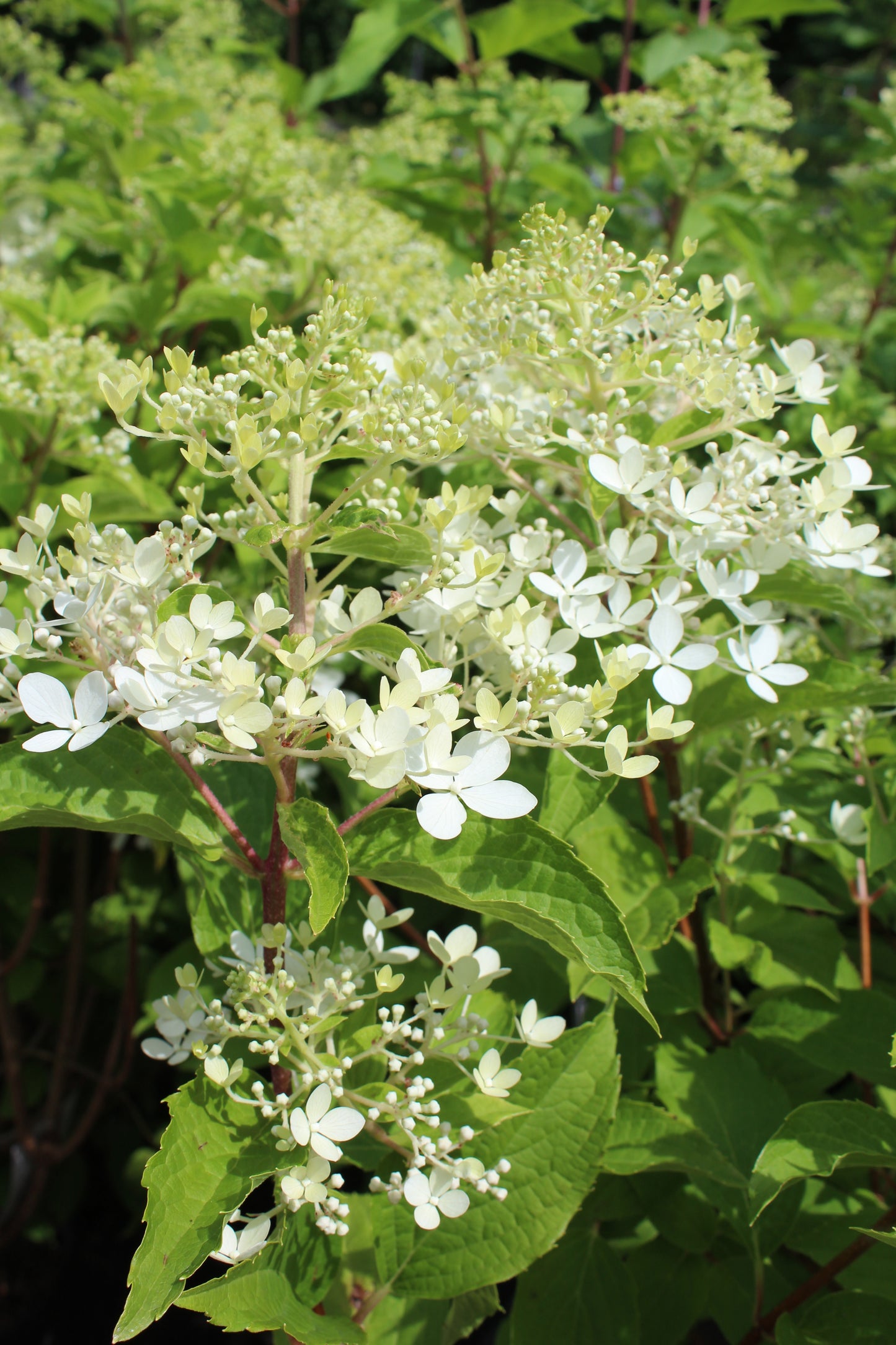 Hydrangea phantom 3g