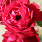 ROSA  ARBOROSE `FLORENTINA` - CL 3g