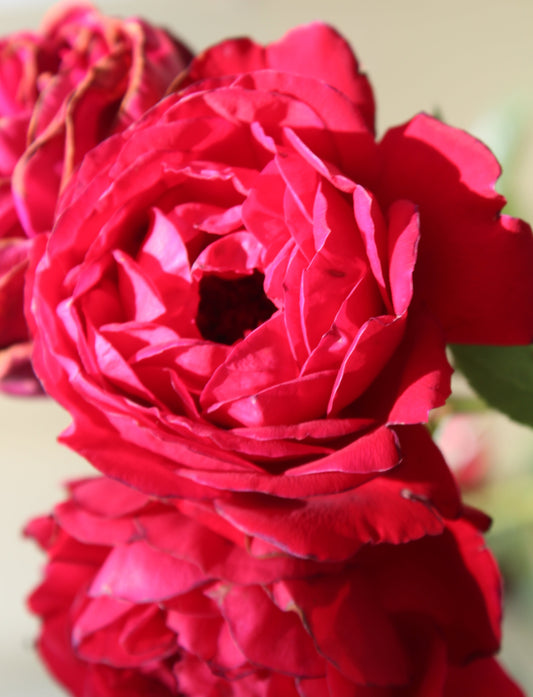 ROSA  ARBOROSE `FLORENTINA` - CL 3g