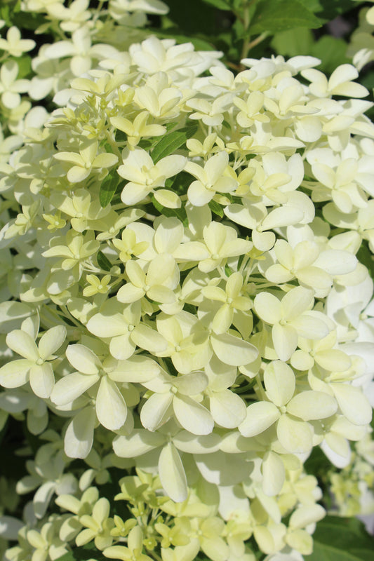 Hydrangea pan Quick Fire Fab 3g