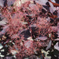 COTINUS `WINECRAFT BLACK 3g