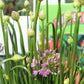 ALLIUM Millenium 1g