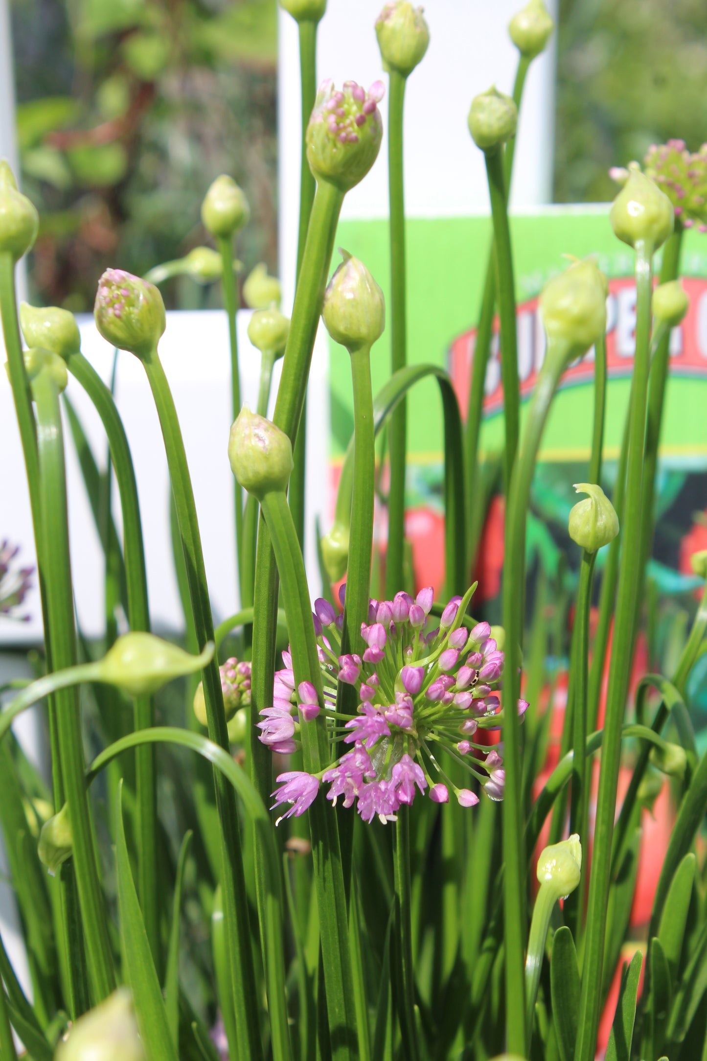 ALLIUM Millenium 1g