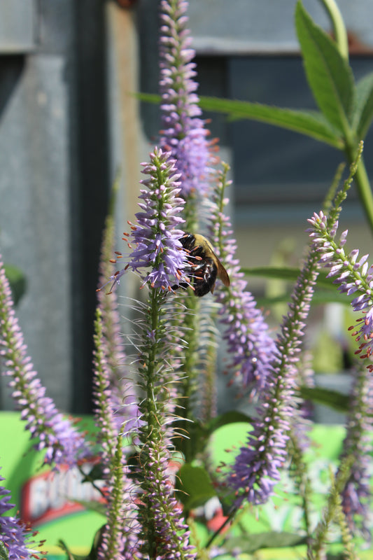 Veronicastrum Fascination 1g