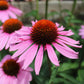 Echinacea Magnus