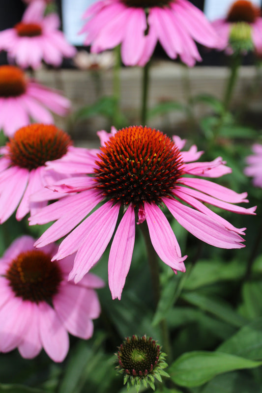 Echinacea Magnus