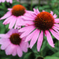 Echinacea Magnus