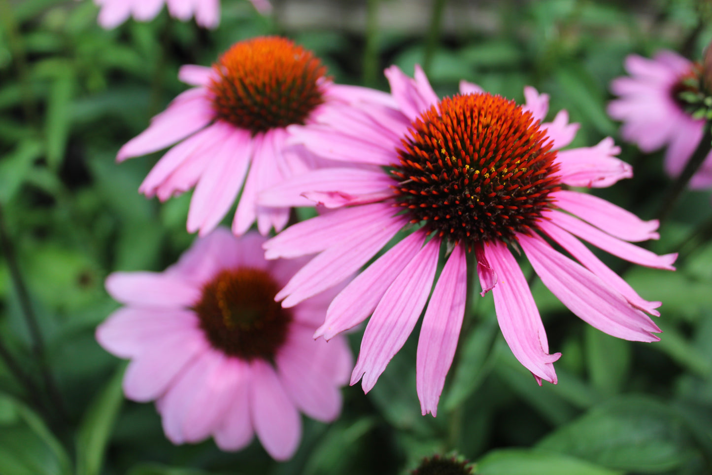 Echinacea Magnus