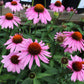 Echinacea Magnus