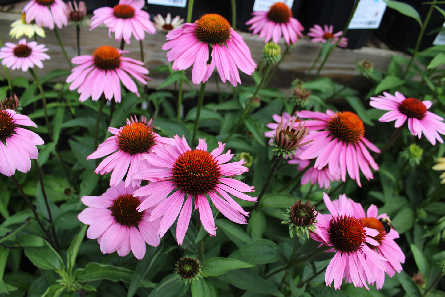 Echinacea Magnus