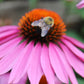 Echinacea Magnus