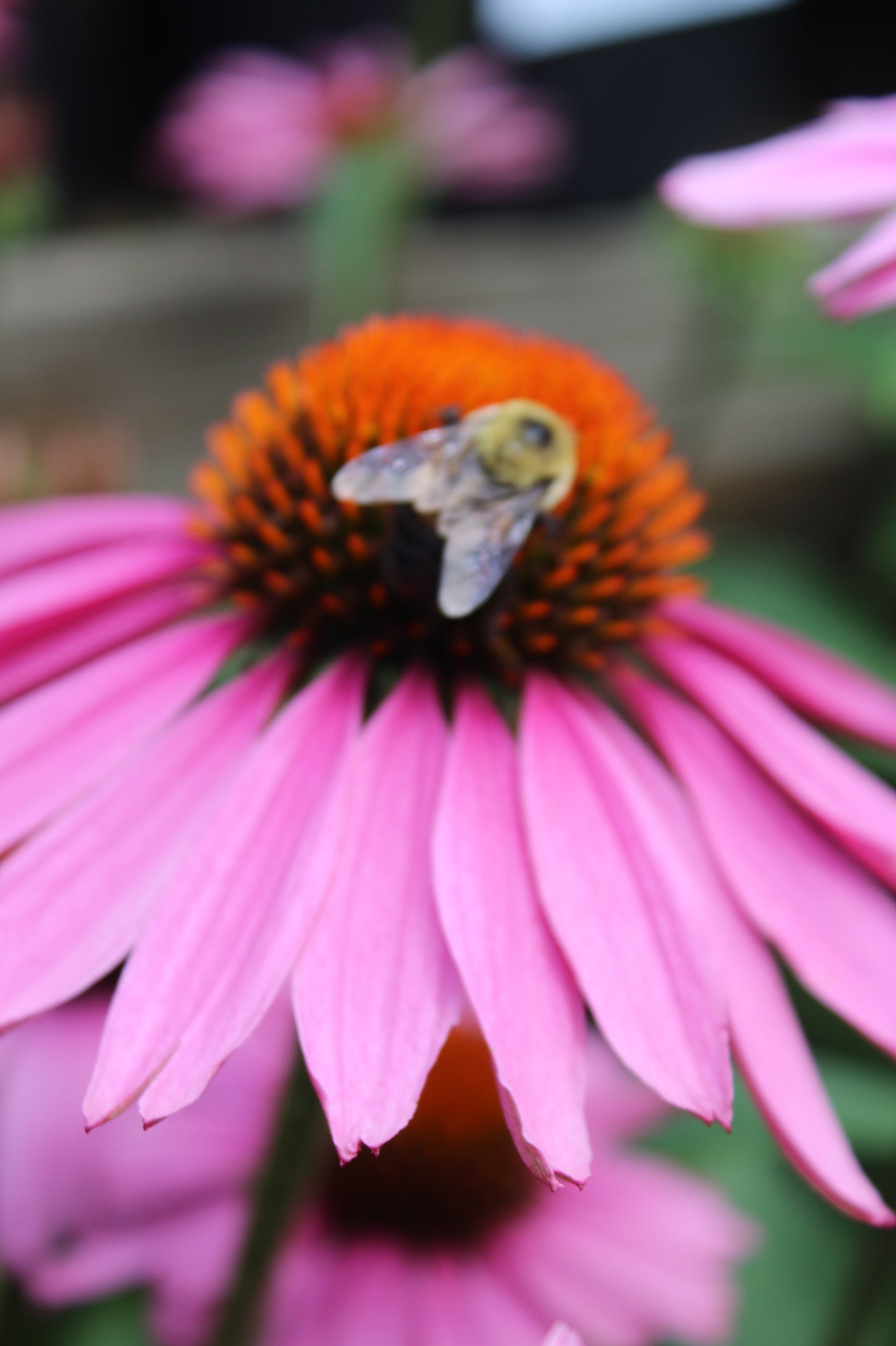 Echinacea Magnus