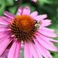 Echinacea Cheyenne Spirit