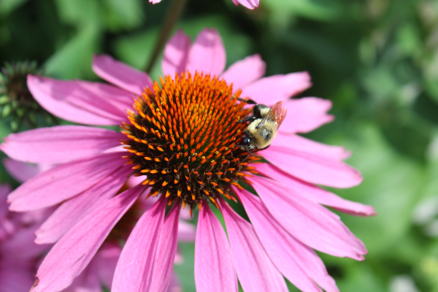 Echinacea Cheyenne Spirit