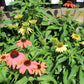 Echinacea Cheyenne Spirit