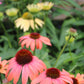 Echinacea Cheyenne Spirit