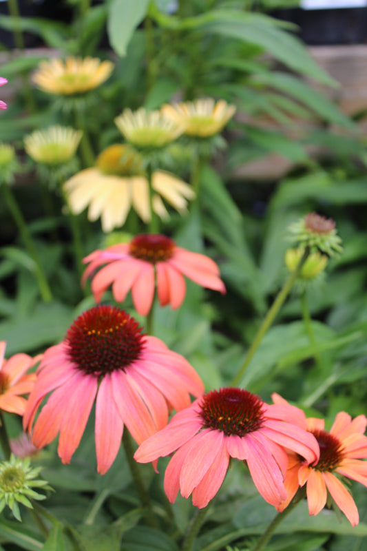 Echinacea Cheyenne Spirit 1g