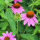 ECHINACEA Pow Wow Wild Berry 1g