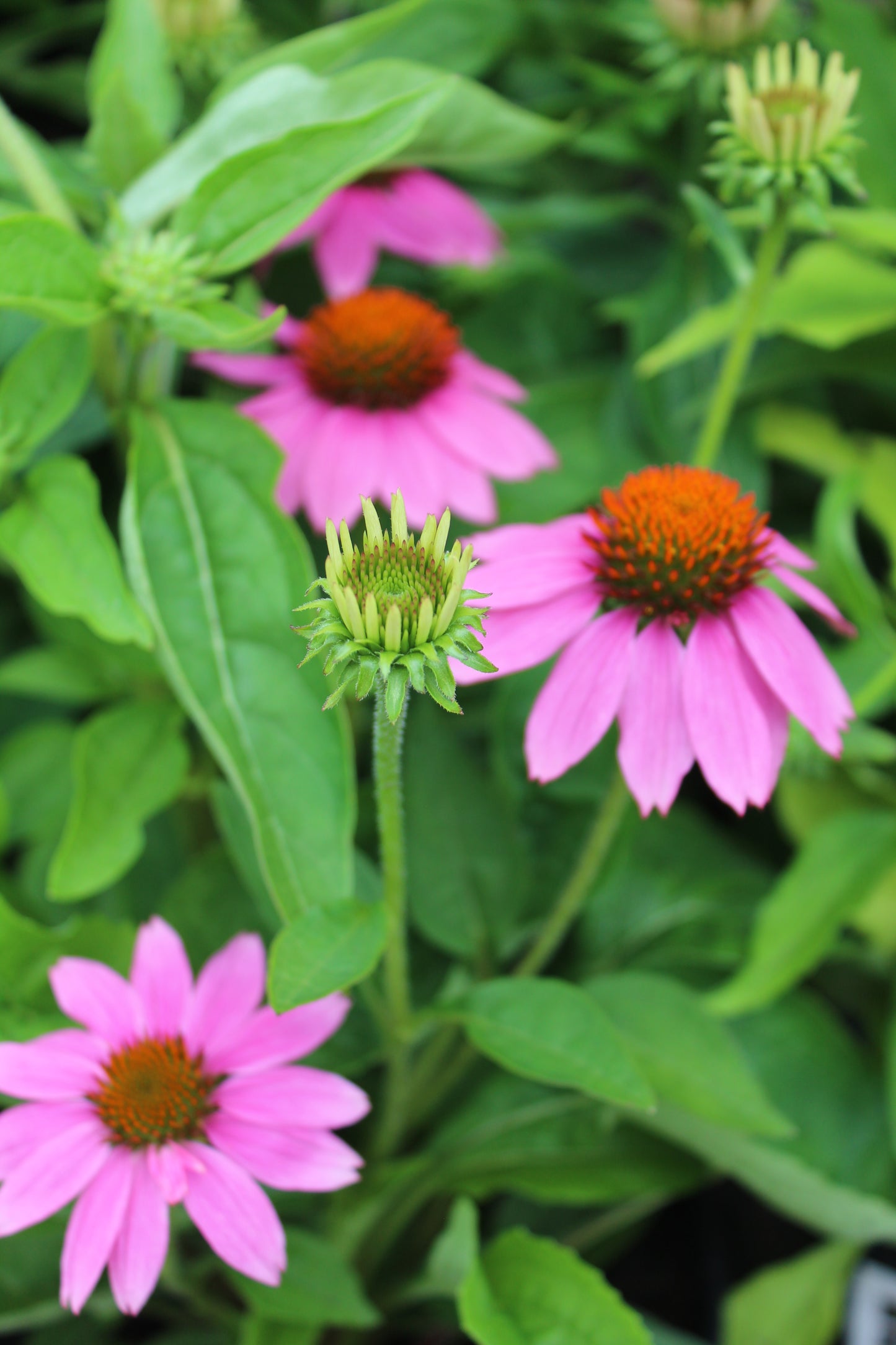ECHINACEA Pow Wow Wild Berry 1g