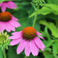 ECHINACEA Pow Wow Wild Berry 1g