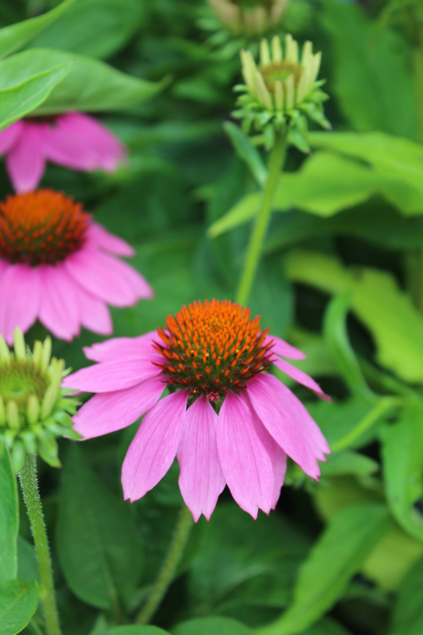 ECHINACEA Pow Wow Wild Berry 1g