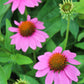 ECHINACEA Pow Wow Wild Berry 1g