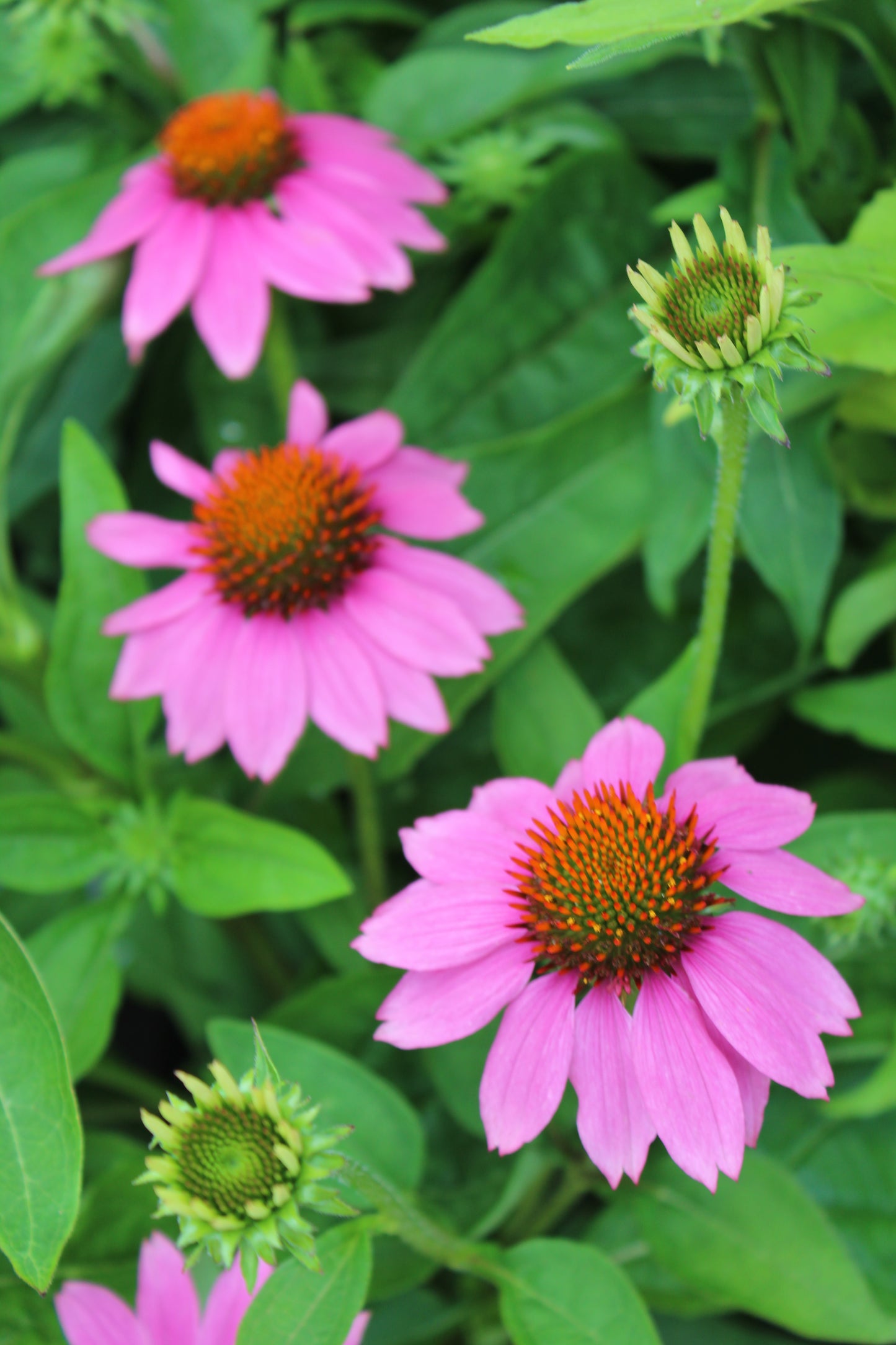 ECHINACEA Pow Wow Wild Berry 1g