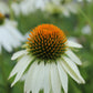 Echinacea Lucky Star 1g