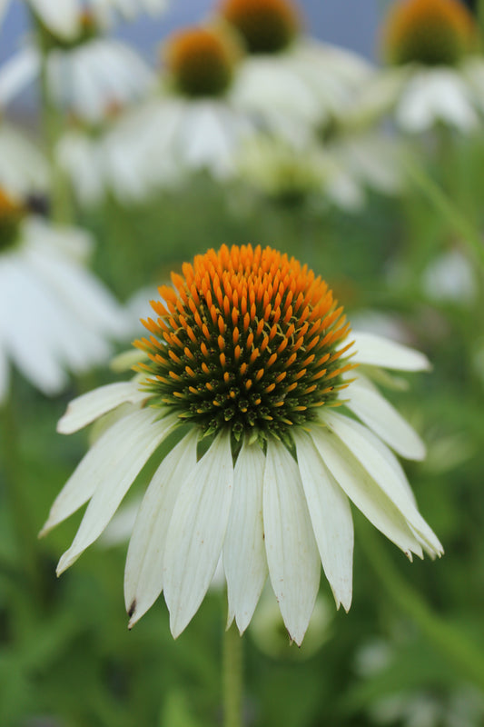 Echinacea Lucky Star 1g