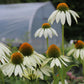 Echinacea Lucky Star 1g