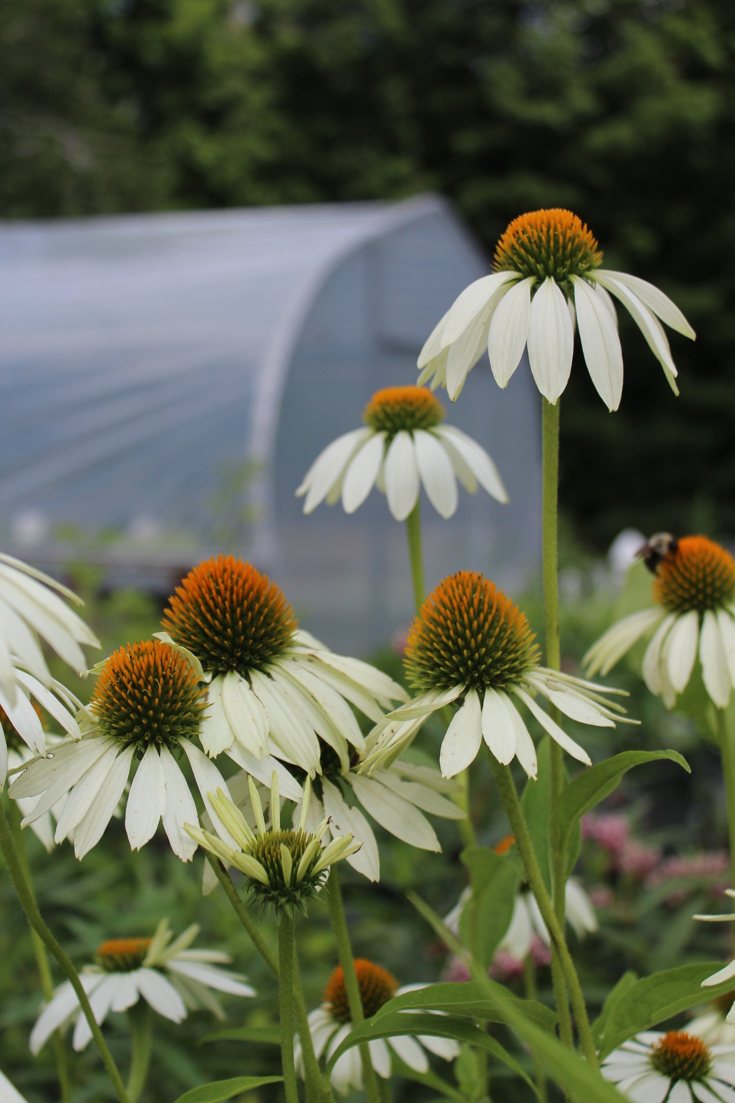 Echinacea Lucky Star 1g