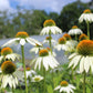 Echinacea Lucky Star 1g